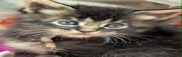 Maine Coon cats for sale: Tica registered pedigree poly Maine Coons. - Advert 4