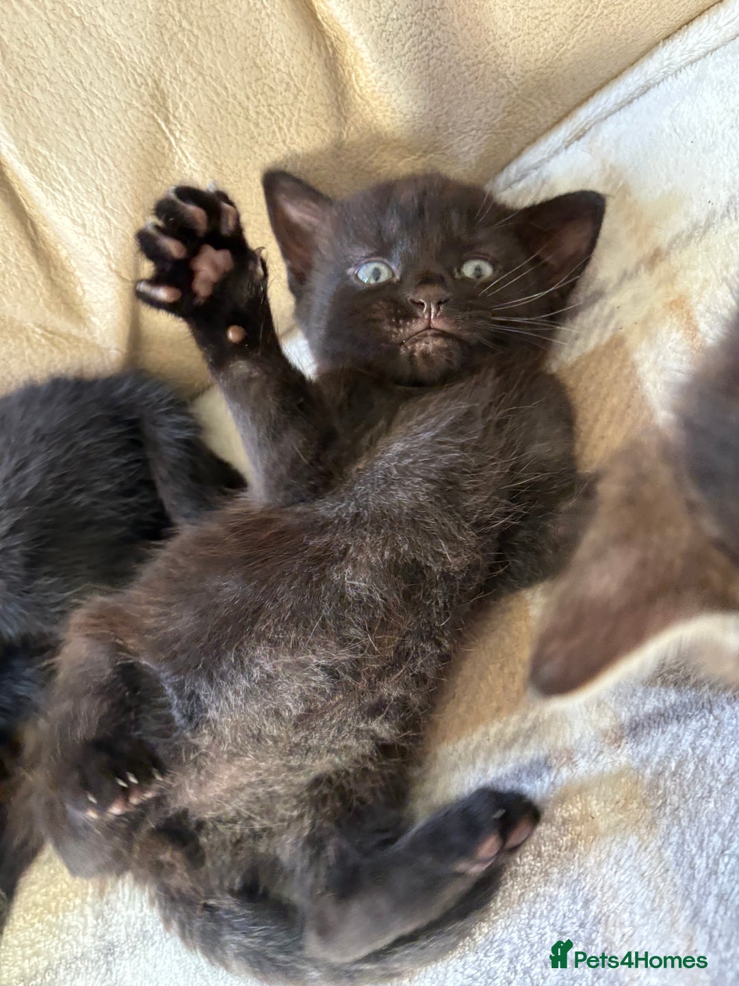 British Shorthair cats for sale: 4 lovely little kittens  - Advert 3