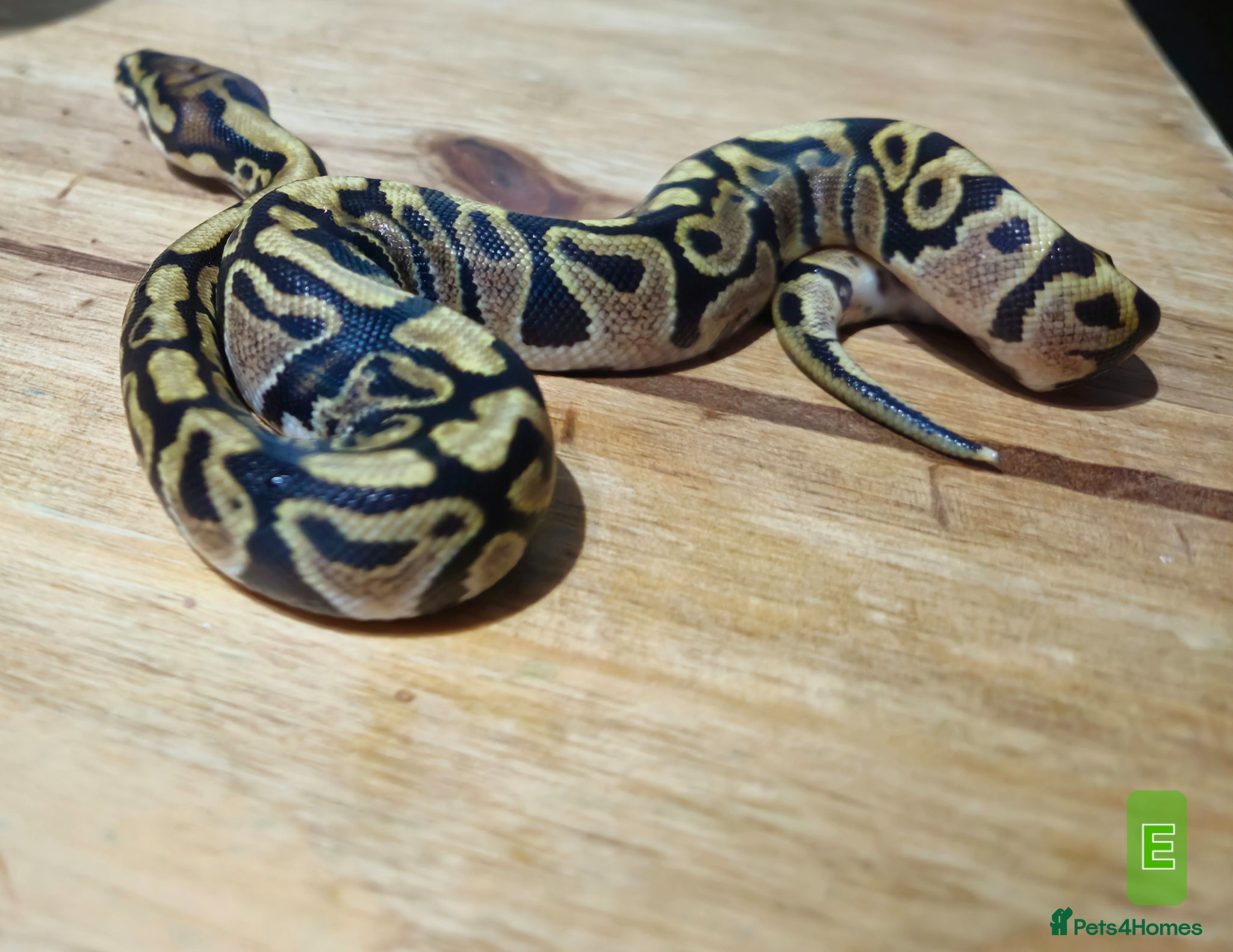 Python Snake reptiles for sale: spotnose het clown/ clown clutch - Advert 4