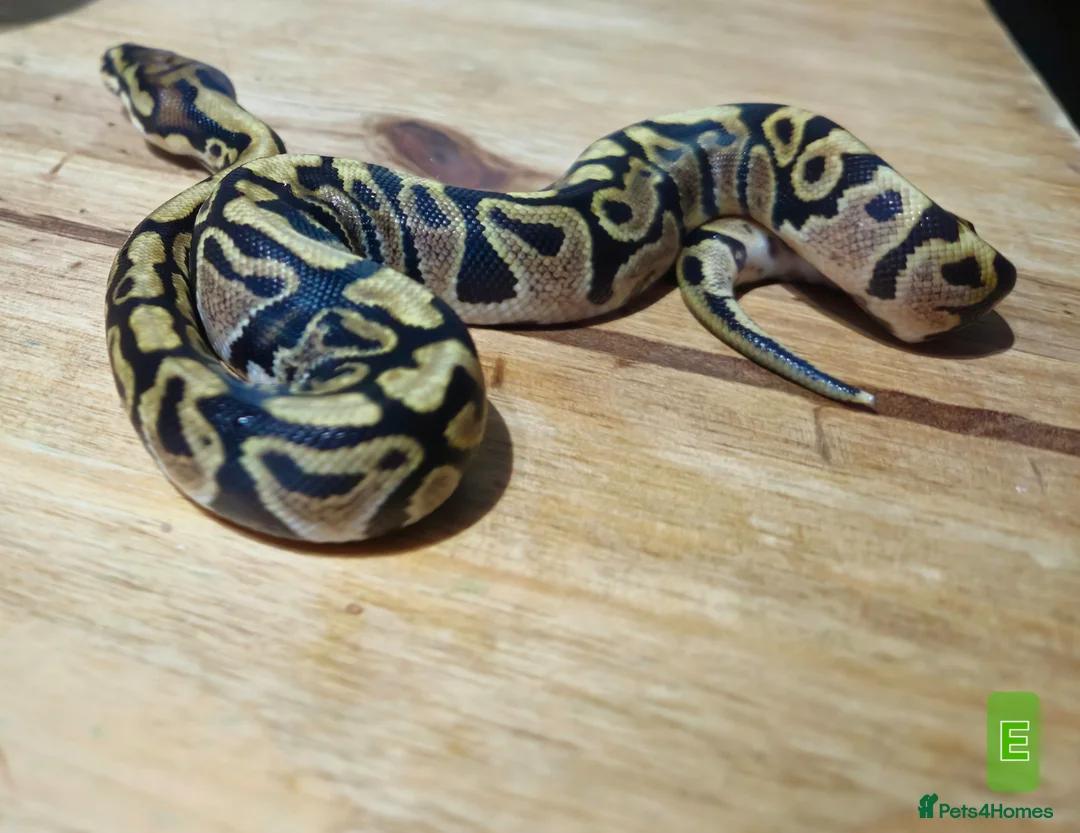 Python Snake reptiles for sale: spotnose het clown/ clown clutch - Advert 1