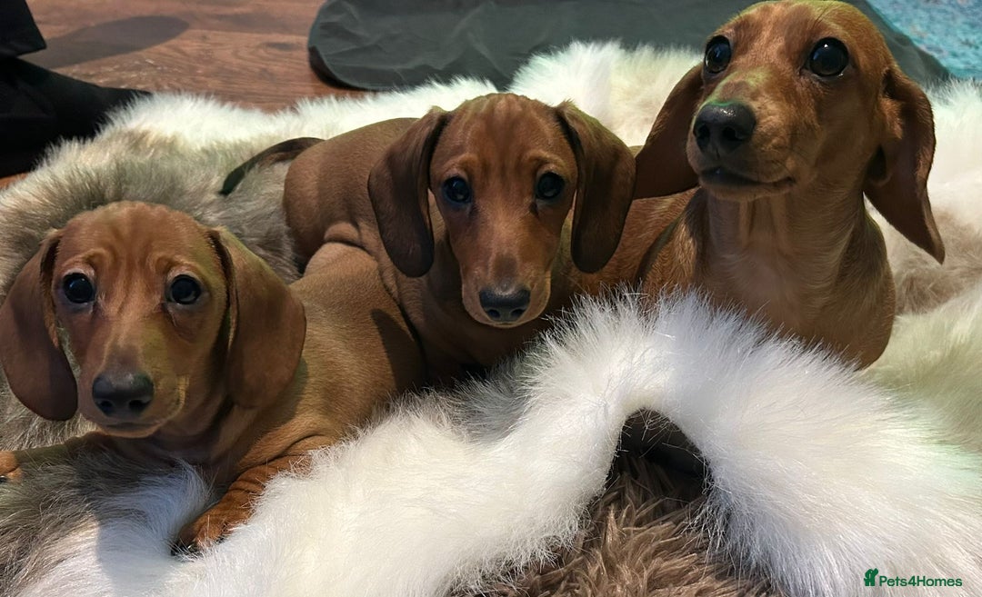 Miniature Dachshund dogs for sale: CH sired PRA IVDD mini smooth haired Dachshunds   - Advert 18