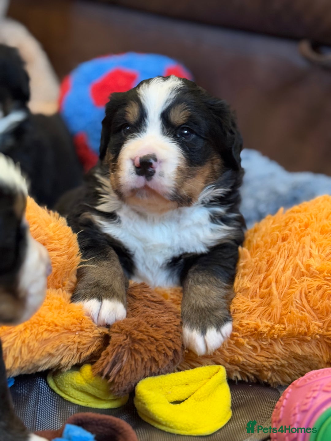 Bernese Mountain Dog dogs for sale: Beautiful KC Litter  - Advert 8