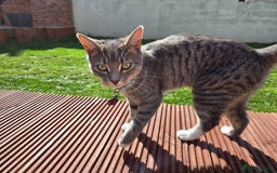 Mixed Breed cats for sale: 2 female mixed cats  - Image 5