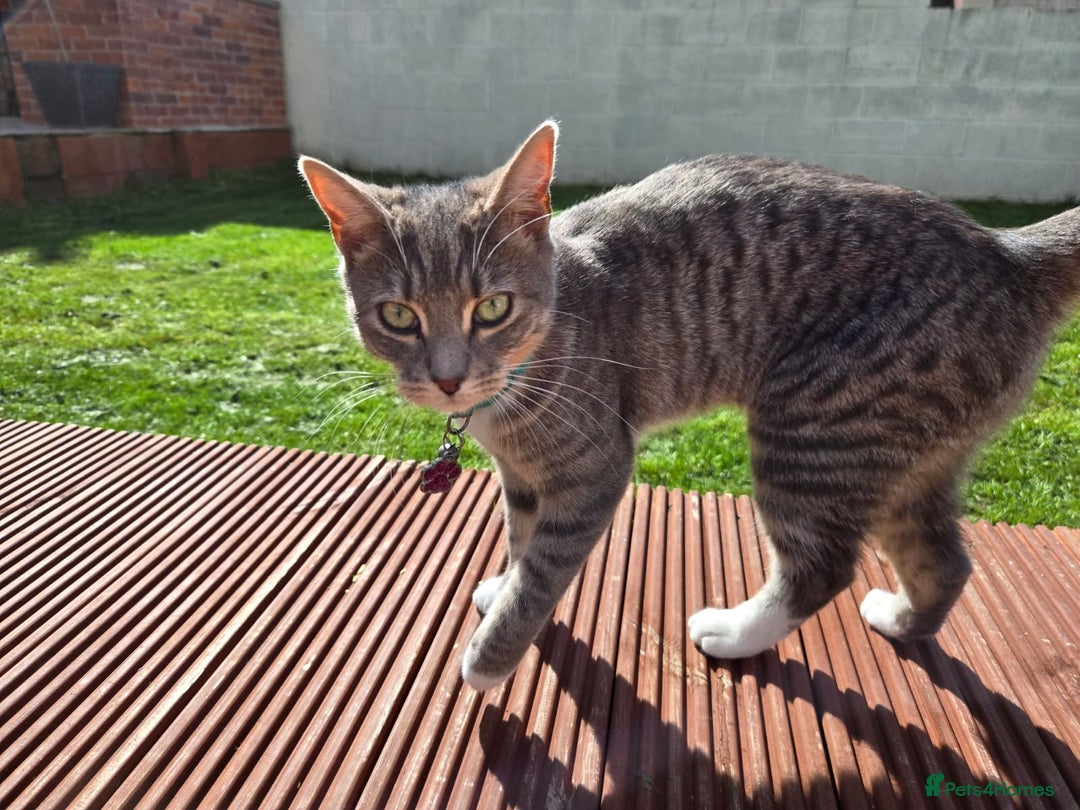 Mixed Breed cats for sale: 2 female mixed cats  - Image 5