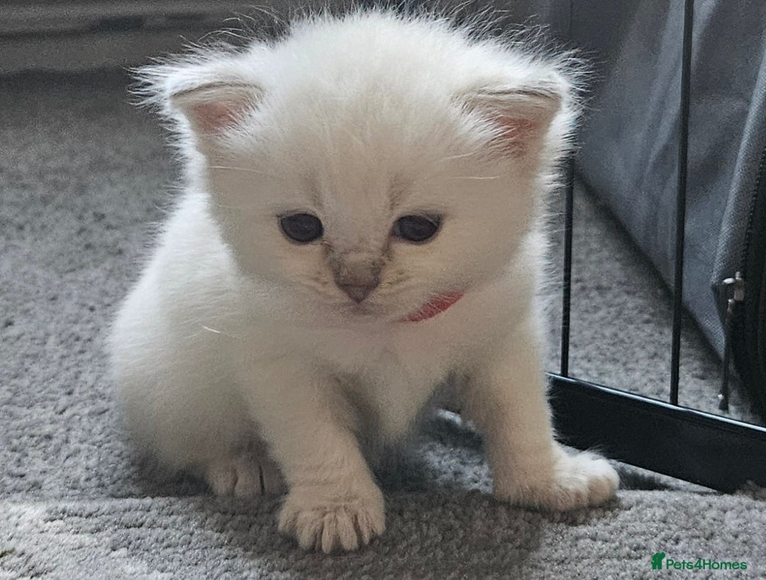 Ragdoll cats for sale: Lilac lynx ragdoll so special - Image 8
