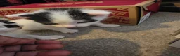 Brazilian Shorthair cats for sale: 4 georgous kittens looking for their forever home - Advert 10