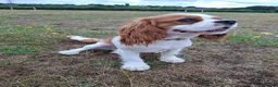 Cavalier King Charles Spaniel dogs for stud: Hugo Cavalier Stud - Advert 3