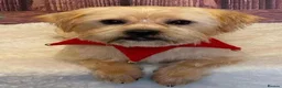 Mixed Breed dogs for sale: Pom / Terrier in Blackpool - Advert 2