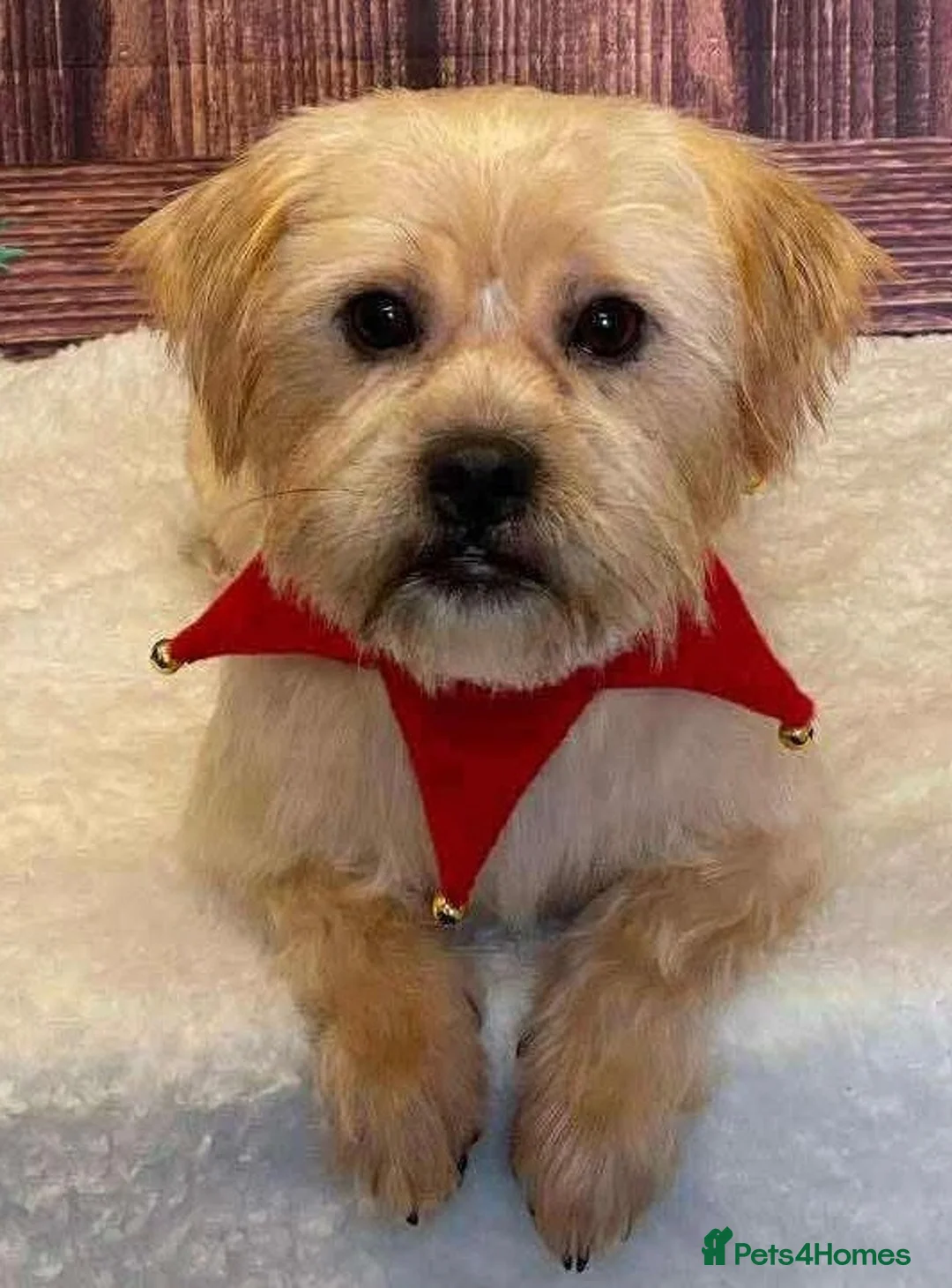 Mixed Breed dogs for sale: Pom / Terrier in Blackpool - Advert 2