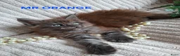Maine Coon cats for sale: 3 Beautiful Maine coons  - Advert 13
