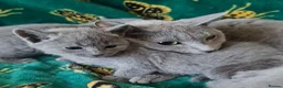 Russian Blue cats for sale: Stunning Russian Blue Kittens - Purebreed   - Advert 7