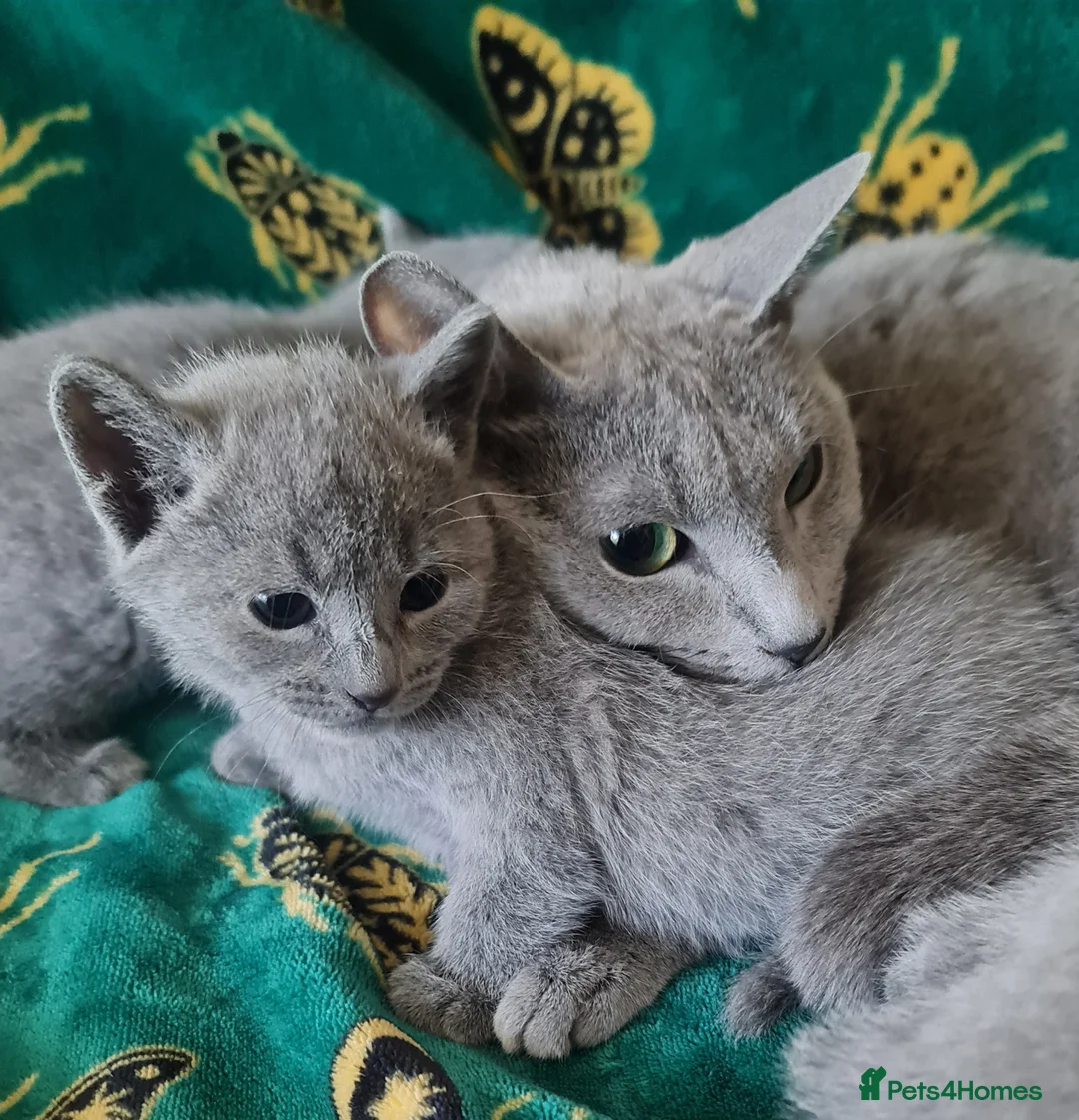 Russian Blue cats for sale: Stunning Russian Blue Kittens - Purebreed   - Advert 7