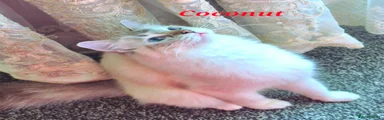 Ragdoll Coconut 