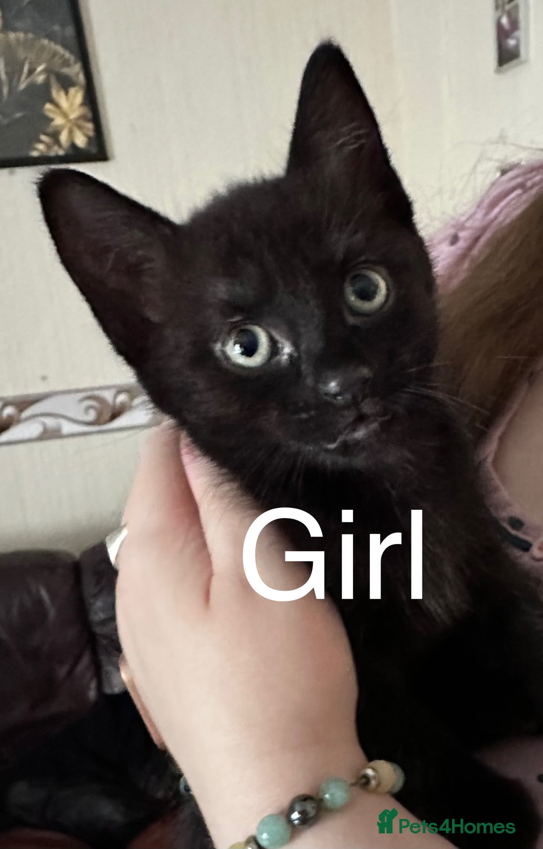 Mixed Breed cats for sale: British Bombay mixed  - Image 3