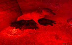 Springador dogs for sale: Lab/spaniel pups  - Image 3