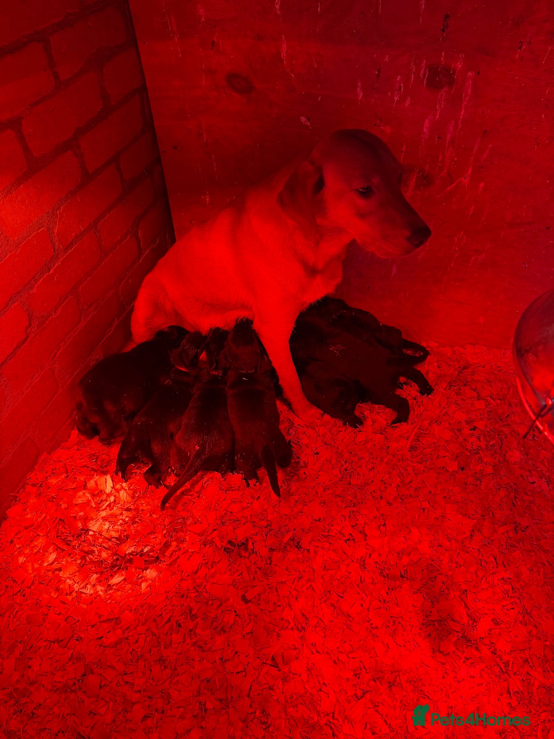 Springador dogs for sale: Lab/spaniel pups  - Image 3