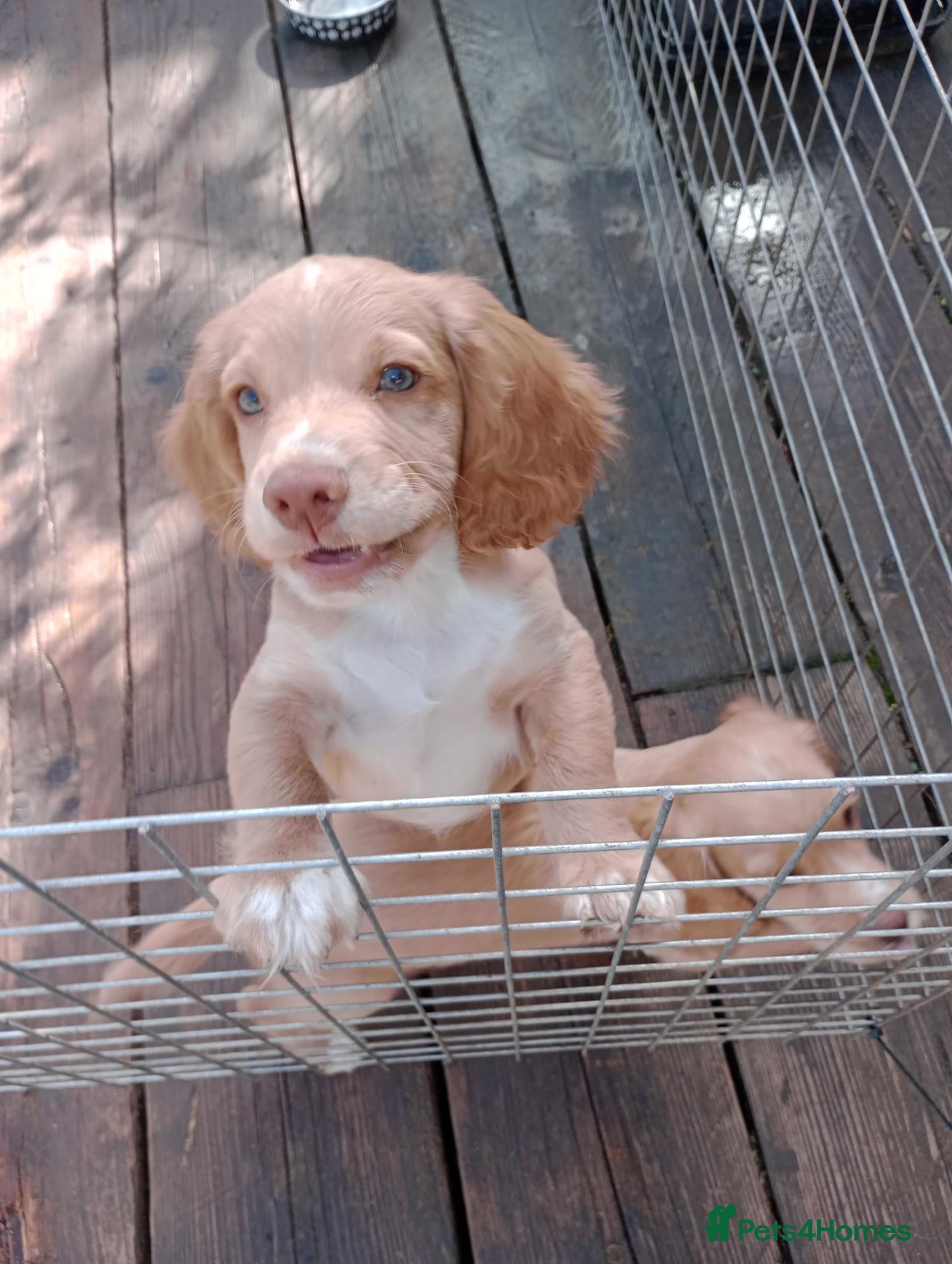 Cocker Spaniel dogs Working Cocker Spaniel puppies for sale - Advert 1