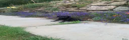 Labrador Retriever dogs for sale: KC REG Labradors, Great pups For sale  - Advert 12
