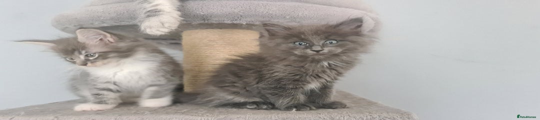 Mixed Breed Kitten 3