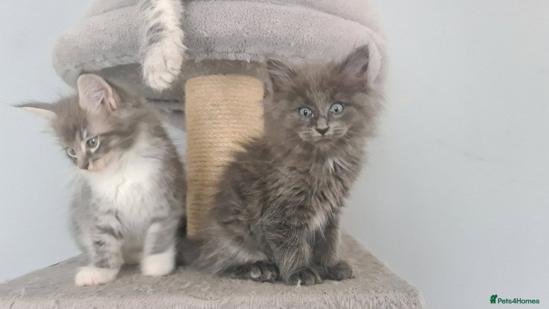 Mixed Breed cats for sale: Ragcoon kittens  - Image 6