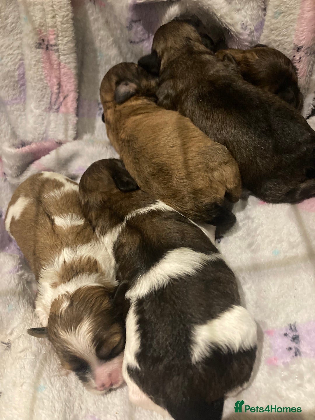 Shihpoo dogs for sale: Imperial Toy shihpoo puppies  - Image 8