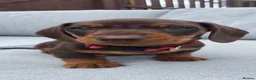 Miniature Dachshund dogs for sale: Chocolate boys 🐾 in Chatham - Advert 7