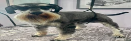 Miniature Schnauzer dogs for sale: Beautiful boy - Advert 2