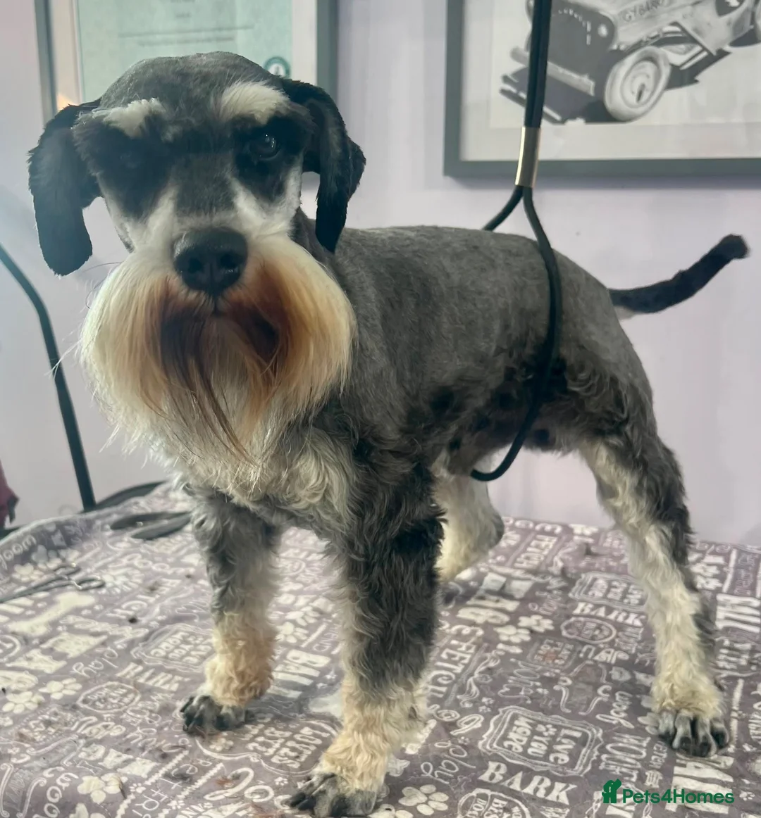 Miniature Schnauzer dogs for sale: Beautiful boy - Advert 2