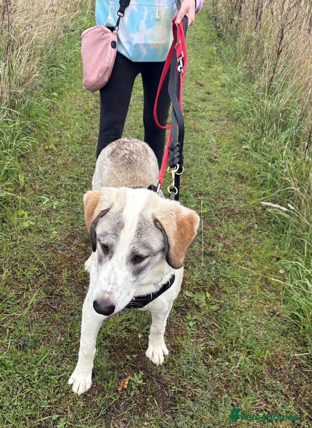 Mixed Breed dogs for adoption: WIGGLE - Advert 14