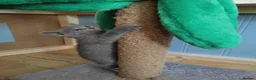 Russian Blue cats for sale: Speldid Russian Blues _Kittens. - Advert 4