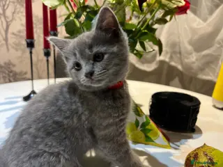 Scottish Fold cats Scottish kittens ready to go NOW - Advert 11