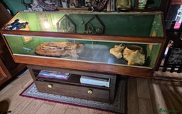 Boa Snake reptiles for sale: Short tailed boa and full setup - Image 1