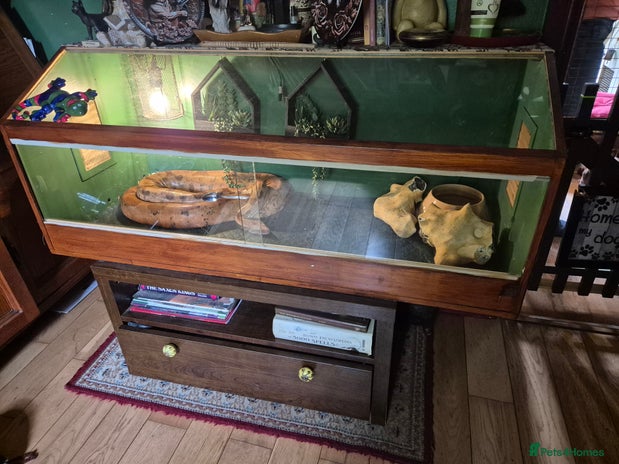 Boa Snake reptiles - Advert 1