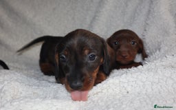 Dachshund dogs for sale: Dachshund puppies available now💙❤️ - Image 4