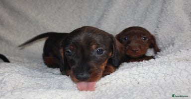 Dachshund dogs - Advert 9