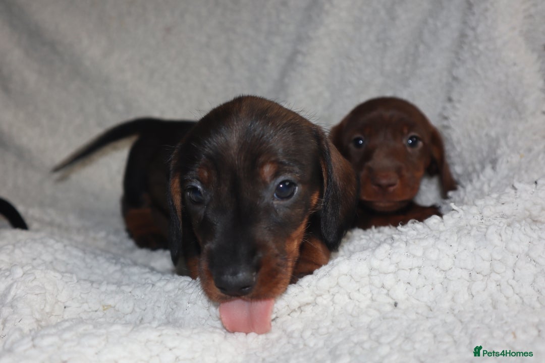 Dachshund dogs for sale: Dachshund puppies available now💙❤️ - Image 4