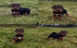 Welsh Terrier dogs for sale: WELSH TERRIER BOY PUPPY - Image 13