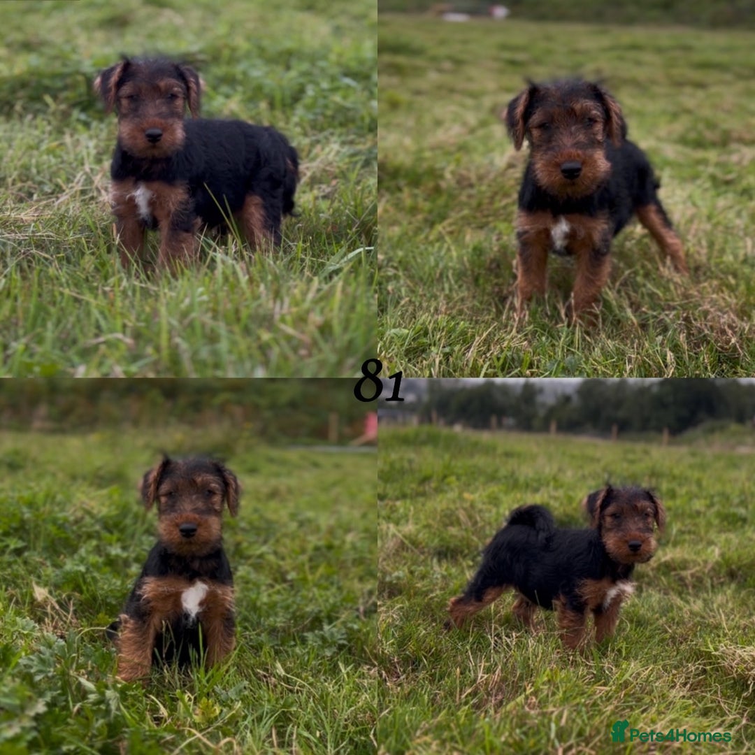 Welsh Terrier dogs for sale: WELSH TERRIER BOY PUPPY - Image 13