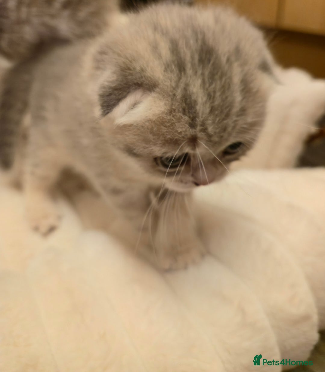 Scottish Fold cats for sale: scottish fold kittens for sale - Advert 3