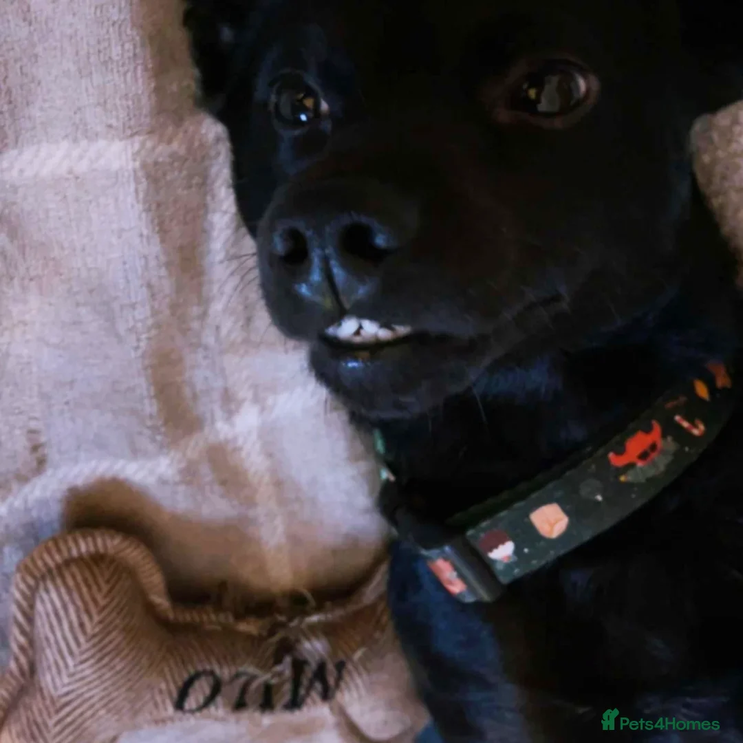 Mixed Breed dogs for sale: Milo  - Advert 5