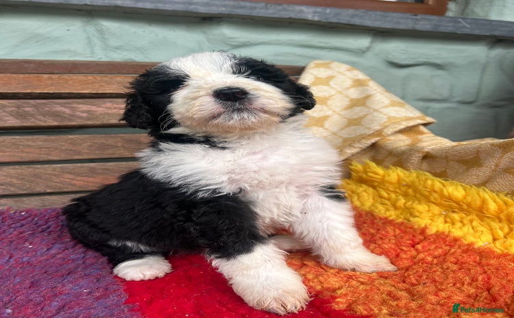 Bernedoodle dogs F1 standard Bernedoodle puppies. Licensed breeder - Advert 2