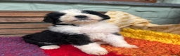 Bernedoodle dogs for sale: F1 standard Bernedoodle puppies. Licensed breeder - Advert 4