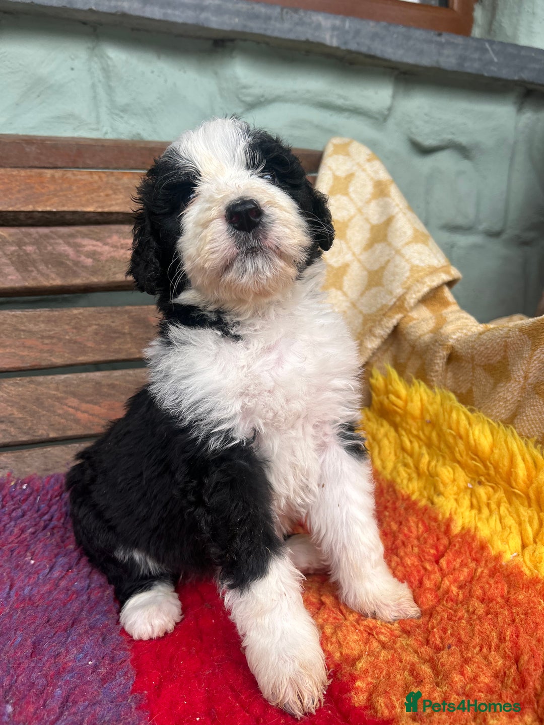 Bernedoodle dogs for sale: F1 standard Bernedoodle puppies. Licensed breeder - Advert 4