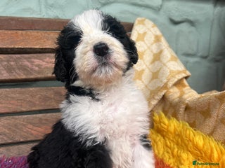 Bernedoodle dogs F1 standard Bernedoodle puppies. Licensed breeder - Advert 2