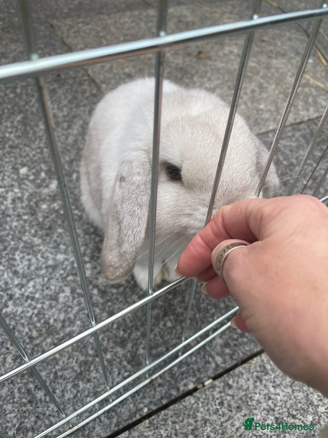 Mini Lop rabbits for sale: Mini lop male - Advert 4