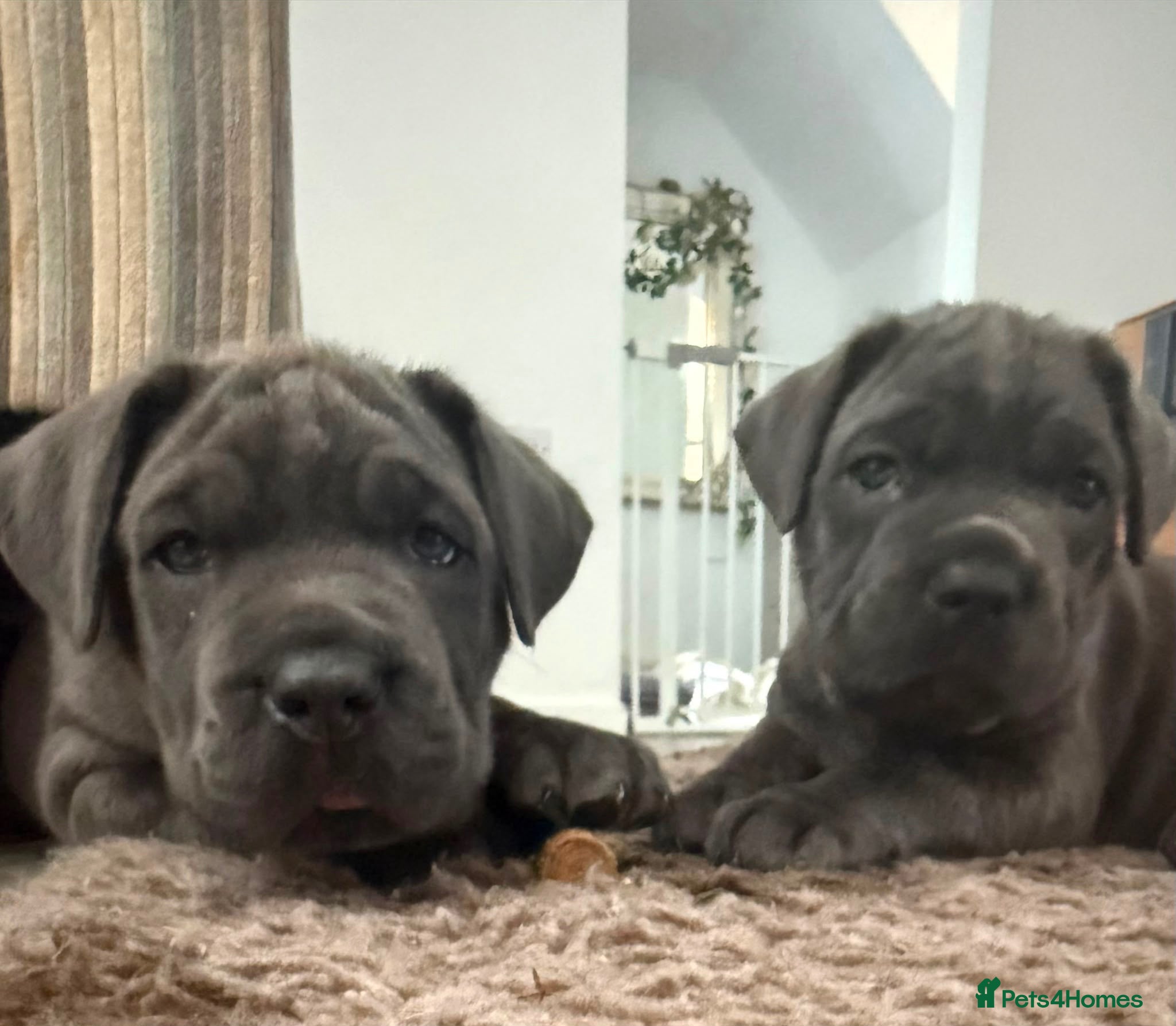Mixed Breed dogs Blue Mastiff x cane corso with blue eyes  - Advert 16