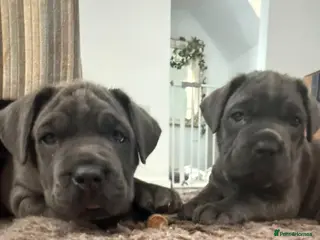 Mixed Breed dogs Blue Mastiff x cane corso with blue eyes - Advert 3
