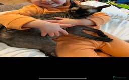 Sphynx cats for sale: Beautiful girl - Image 1