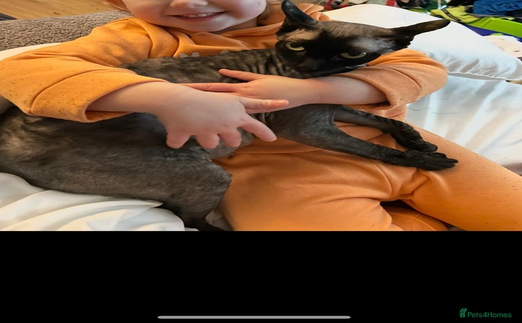 Sphynx cats - Advert 3