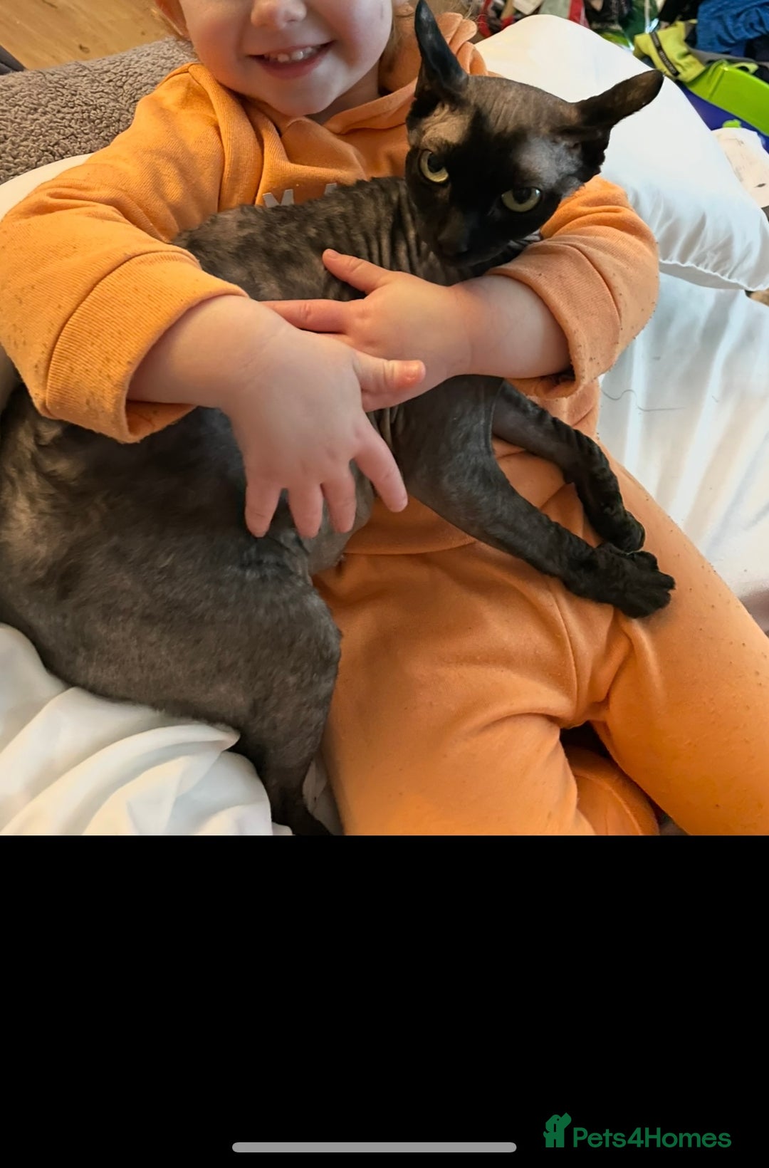 Sphynx cats for sale: Beautiful girl - Image 1